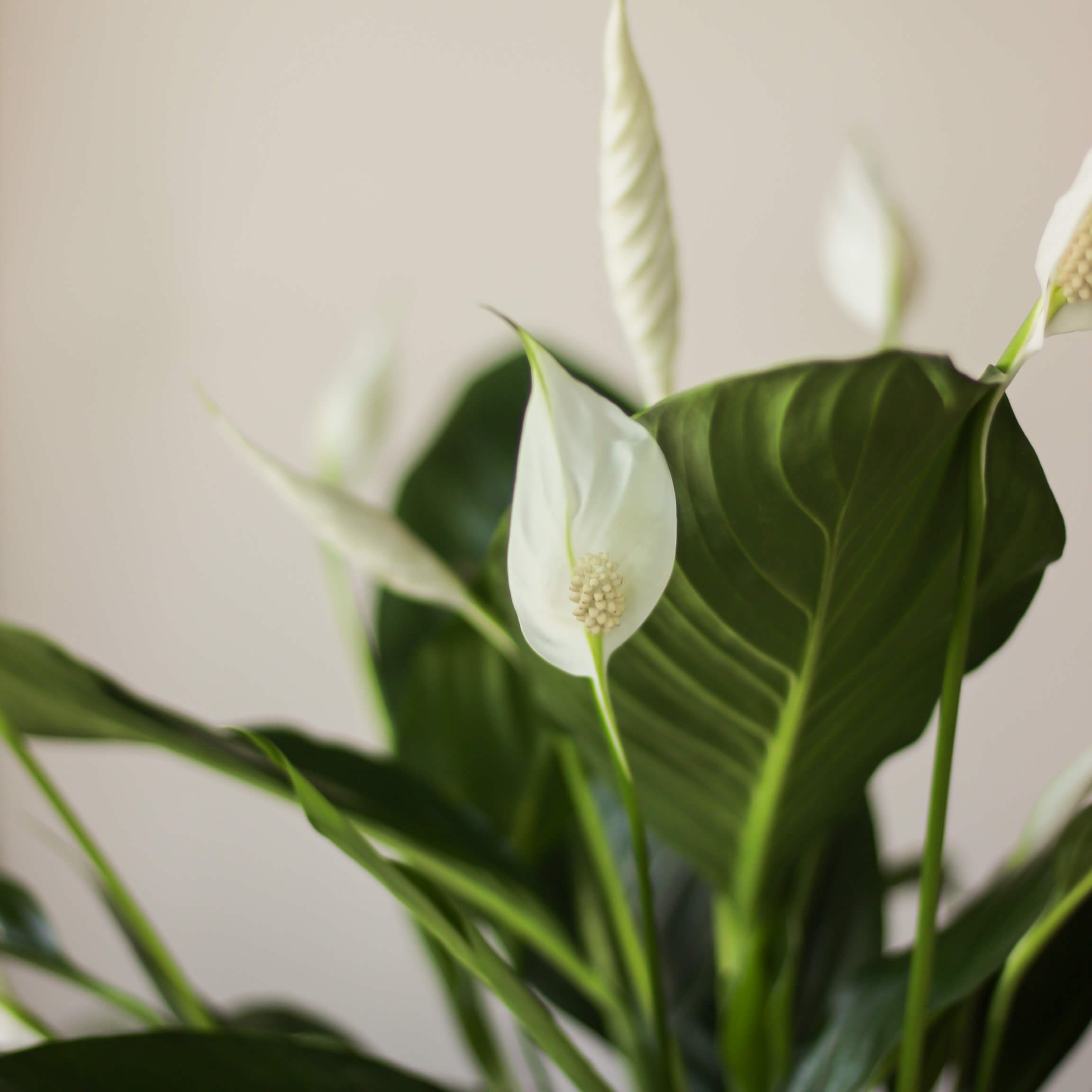 spathiphyllum 'bingo cupido' ⌀ 17 cm • skrzydłokwiat - Projekt Rośliny