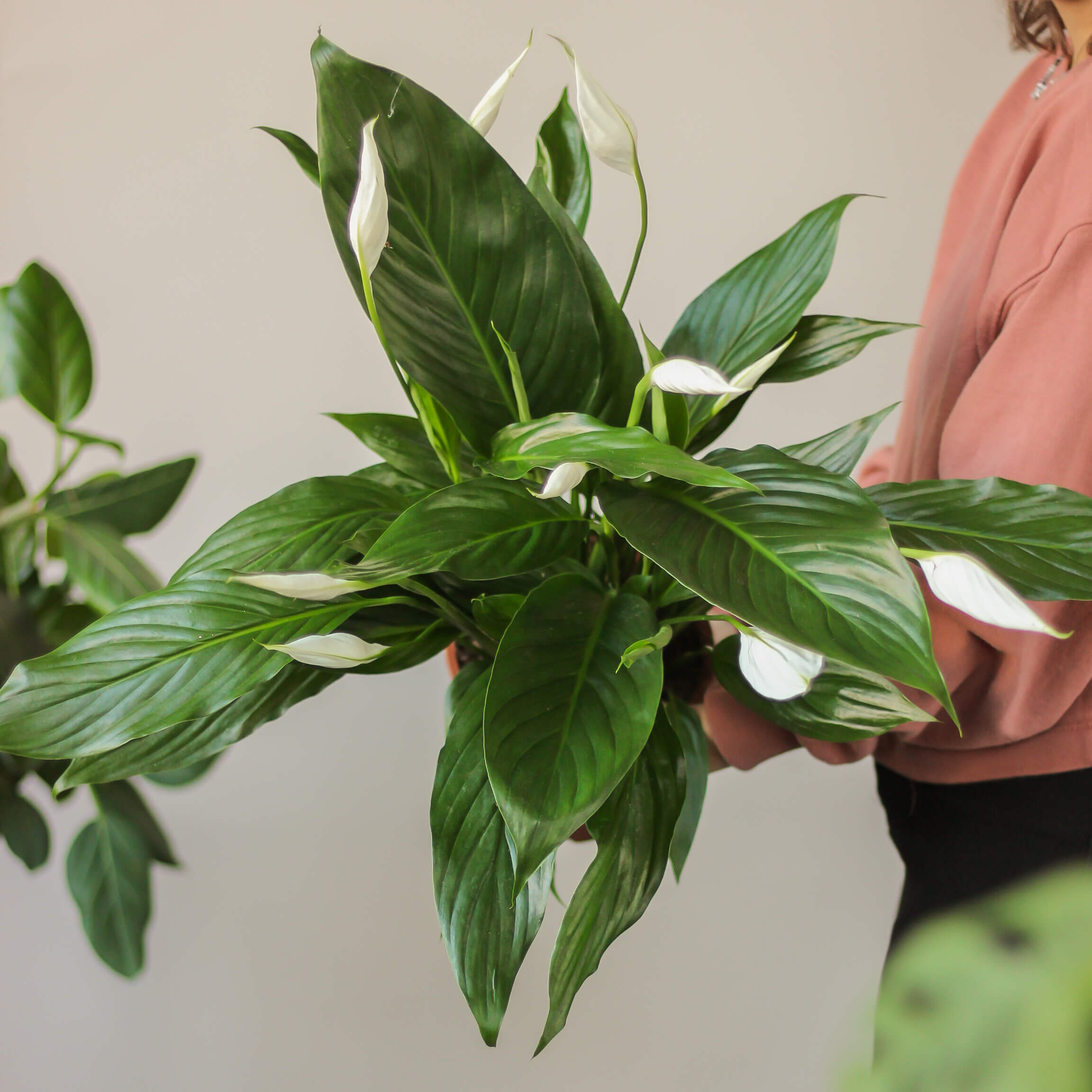 spathiphyllum 'bingo cupido' ⌀ 17 cm • skrzydłokwiat - Projekt Rośliny