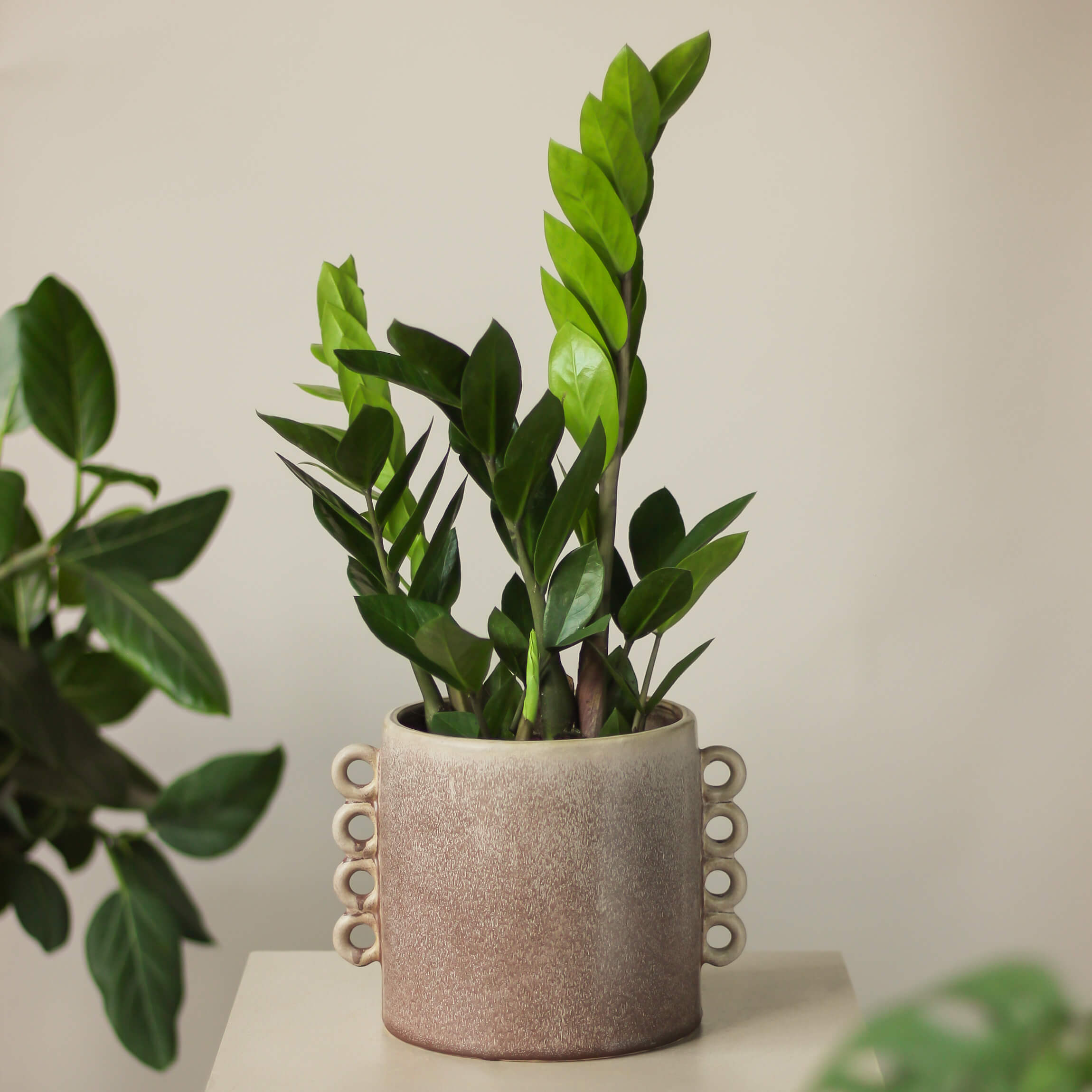 zamioculcas zamiifolia • zamiokulkas zamiolistny - Projekt Rośliny