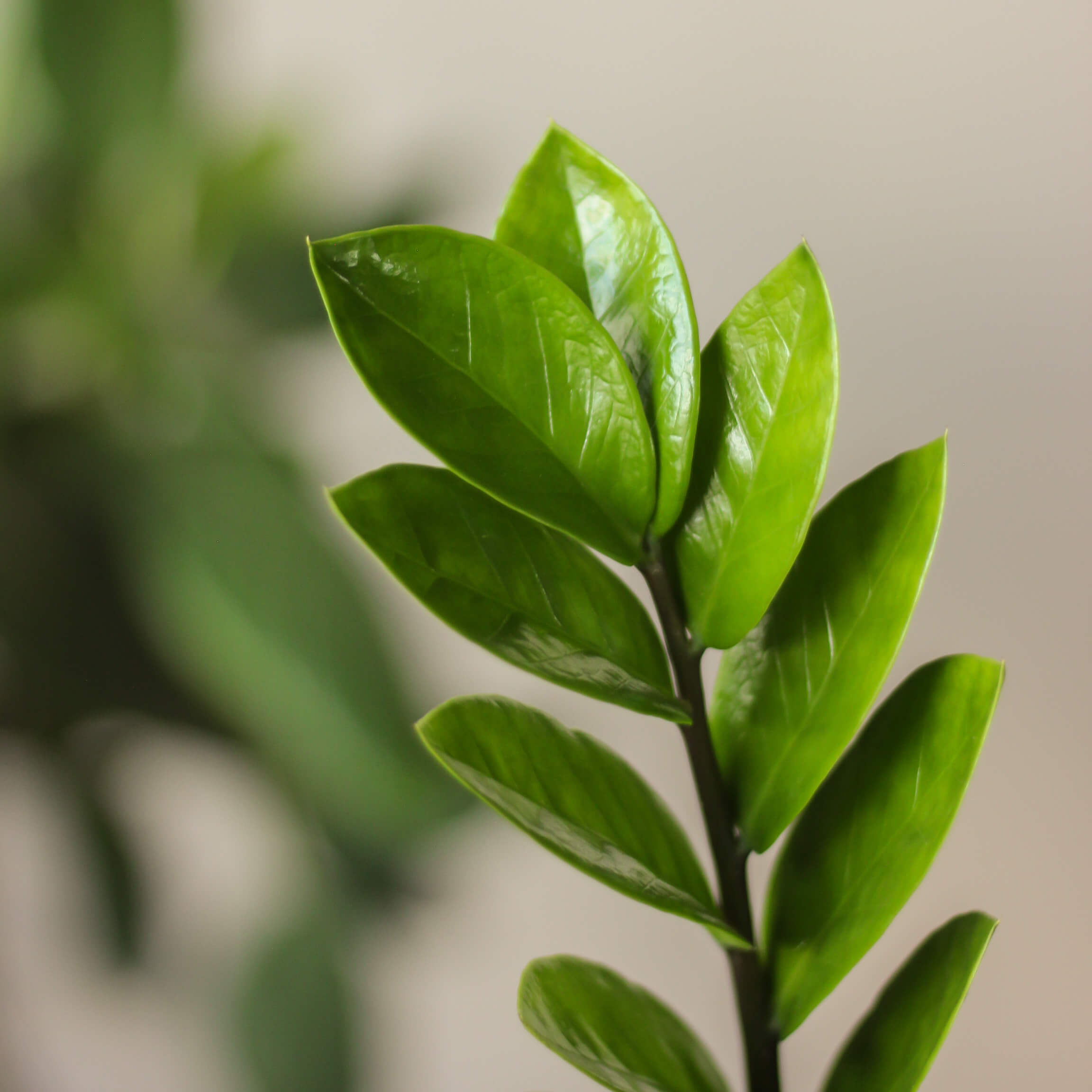 zamioculcas zamiifolia • zamiokulkas zamiolistny - Projekt Rośliny