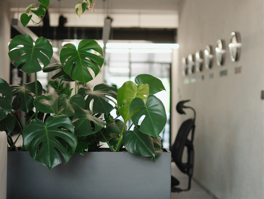 pracuj wśród zieleni – poznaj gatunki, które najlepiej sprawdzą się w Twoim biurze
