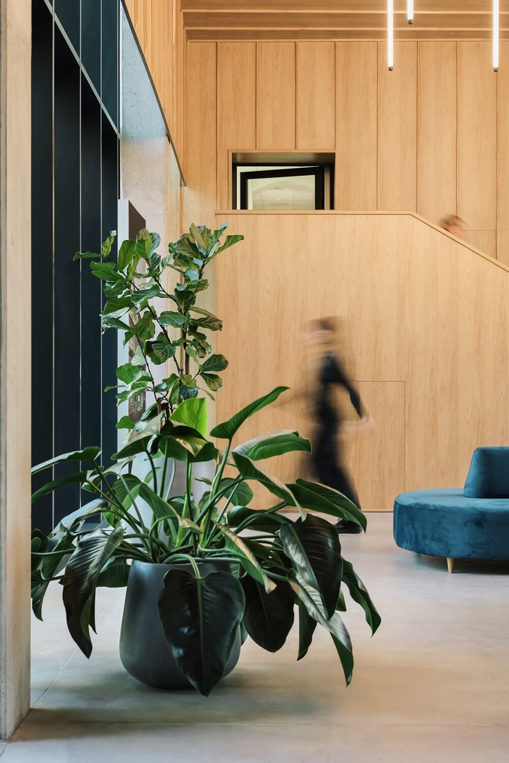 Duża roślina wolnostojąca w lobby DAWG we Wrocławiu