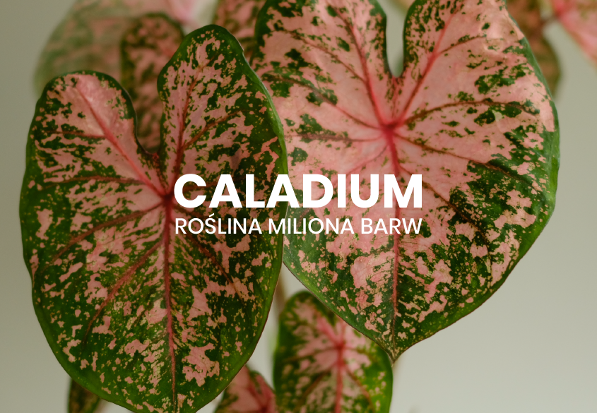 caladium – jak pielęgnować roślinę miliona barw