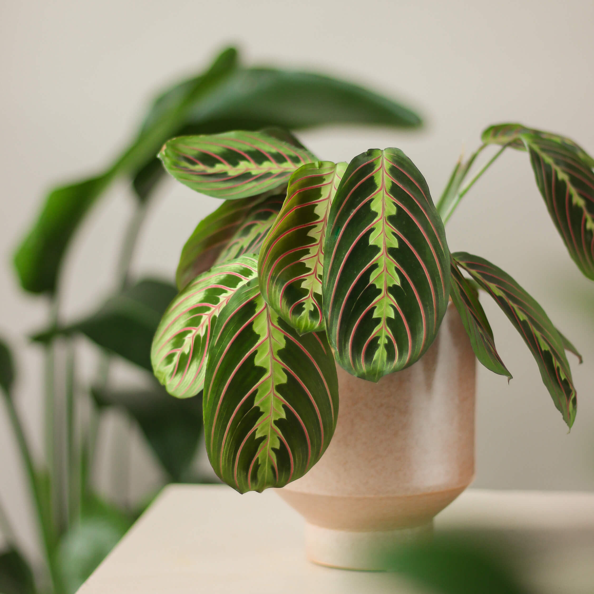 maranta leuconeura 'fascinator tricolor' ⌀ 12 cm - Projekt Rośliny