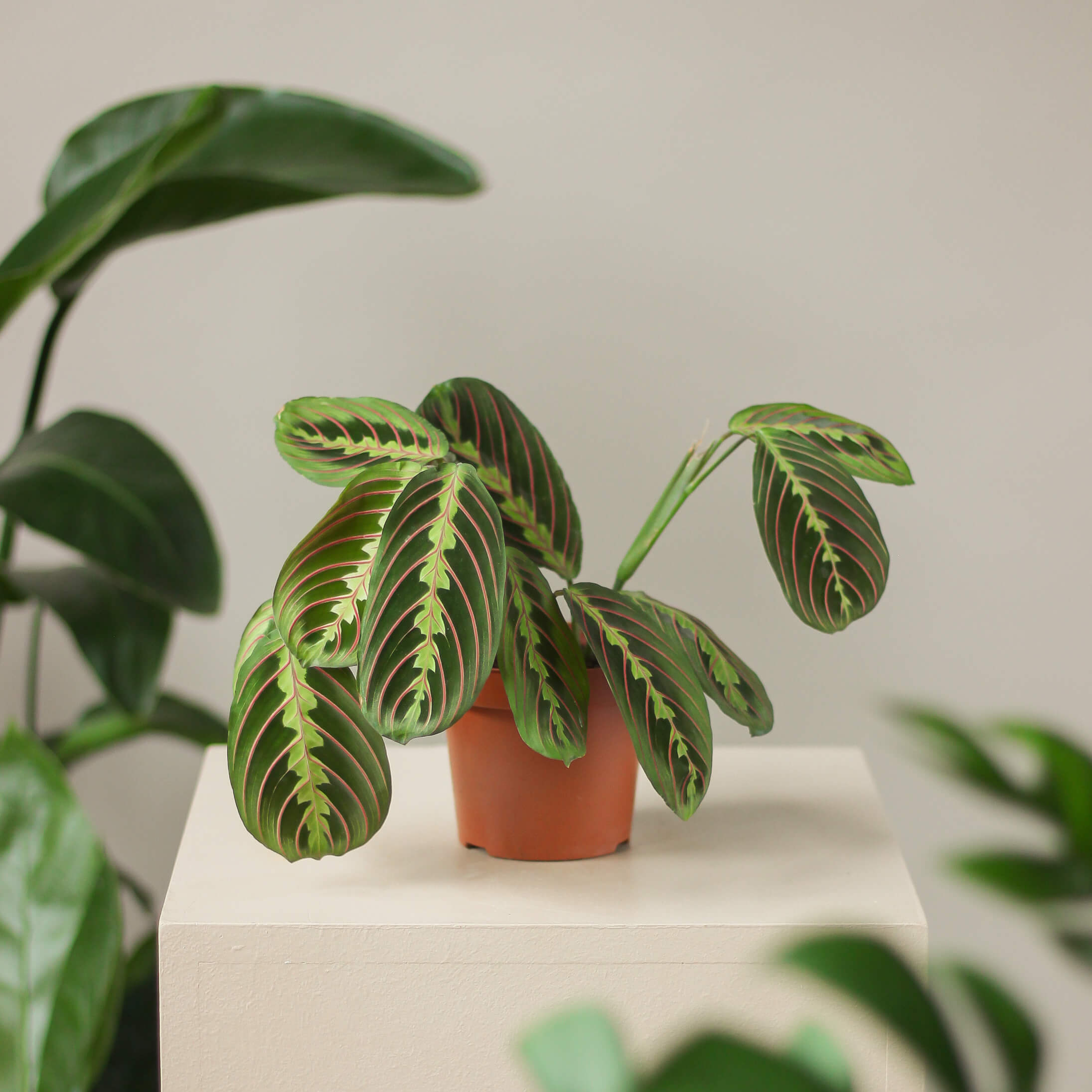 maranta leuconeura 'fascinator tricolor' ⌀ 12 cm - Projekt Rośliny