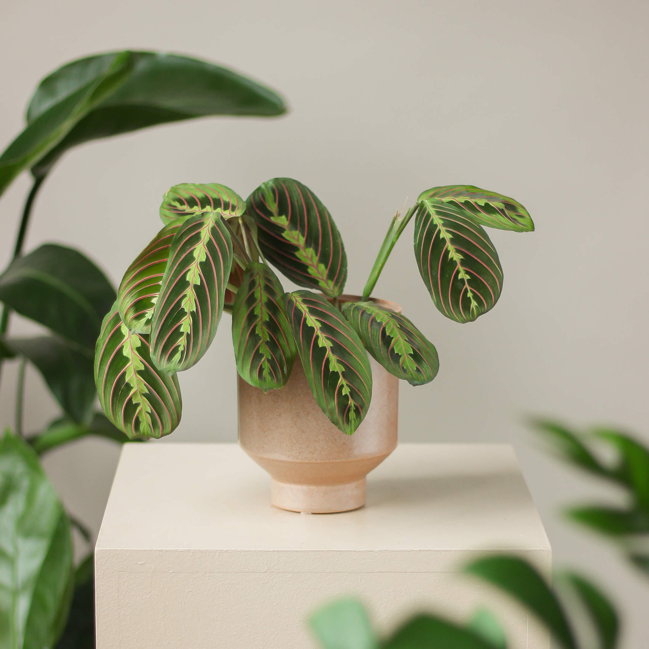 maranta leuconeura 'fascinator tricolor' ⌀ 12 cm - Projekt Rośliny