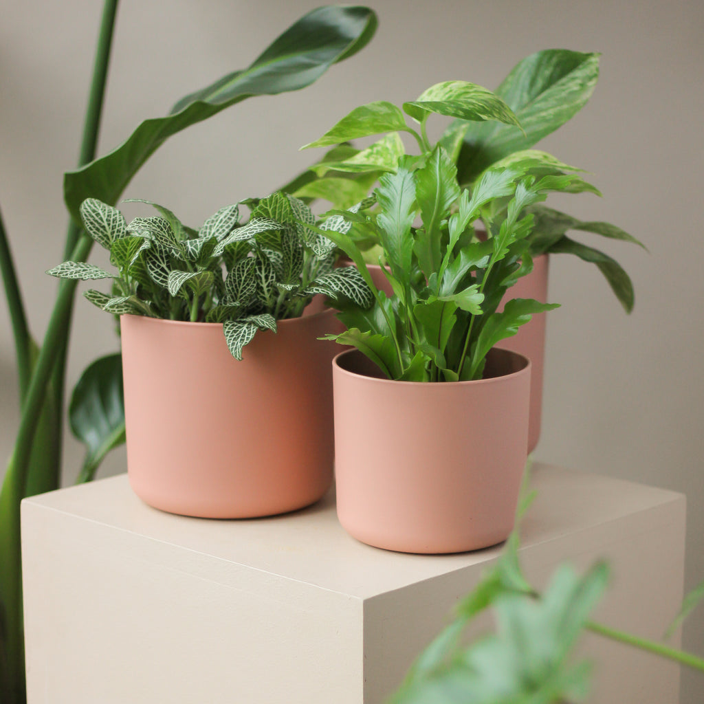 osłonka Elho® b.for soft • delicate pink - Projekt Rośliny