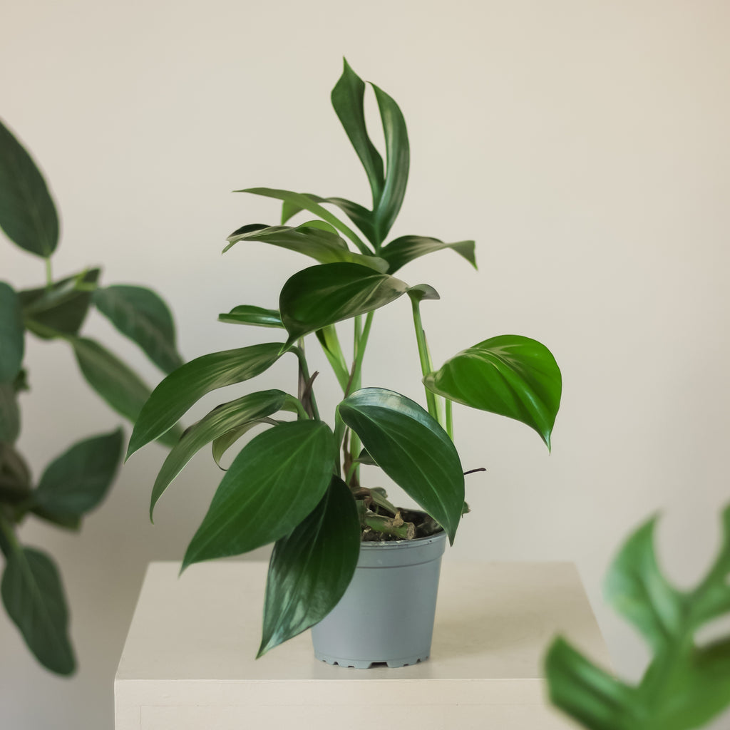 rhaphidophora decursiva ⌀ 12 cm - Projekt Rośliny