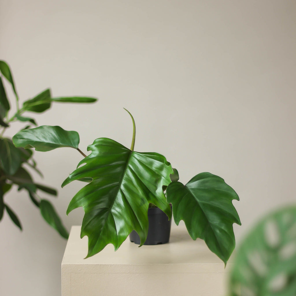 philodendron 'mayoi' ⌀ 11 cm - Projekt Rośliny
