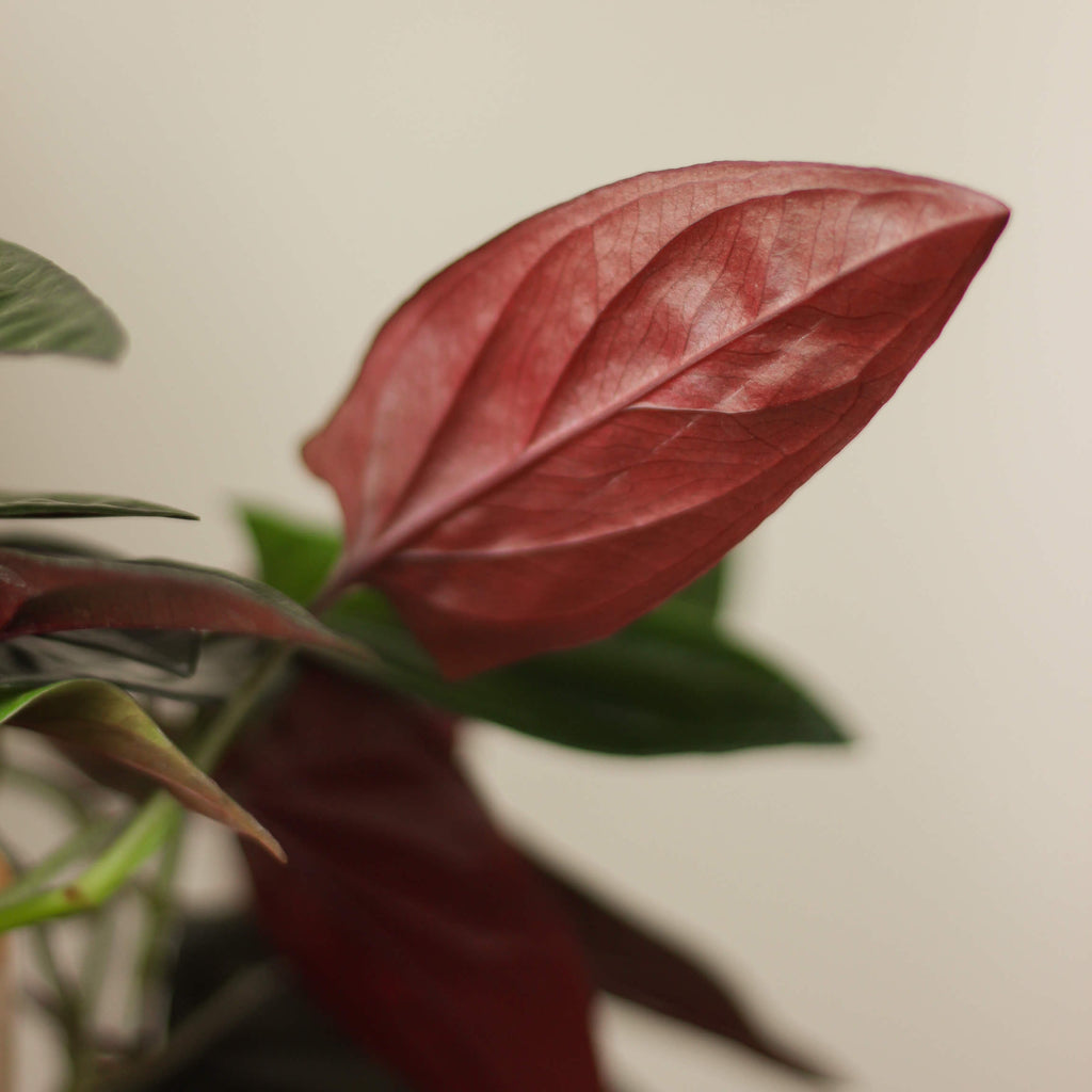 syngonium erythrophyllum 'red arrow' ⌀ 12 cm • zroślicha - Projekt Rośliny