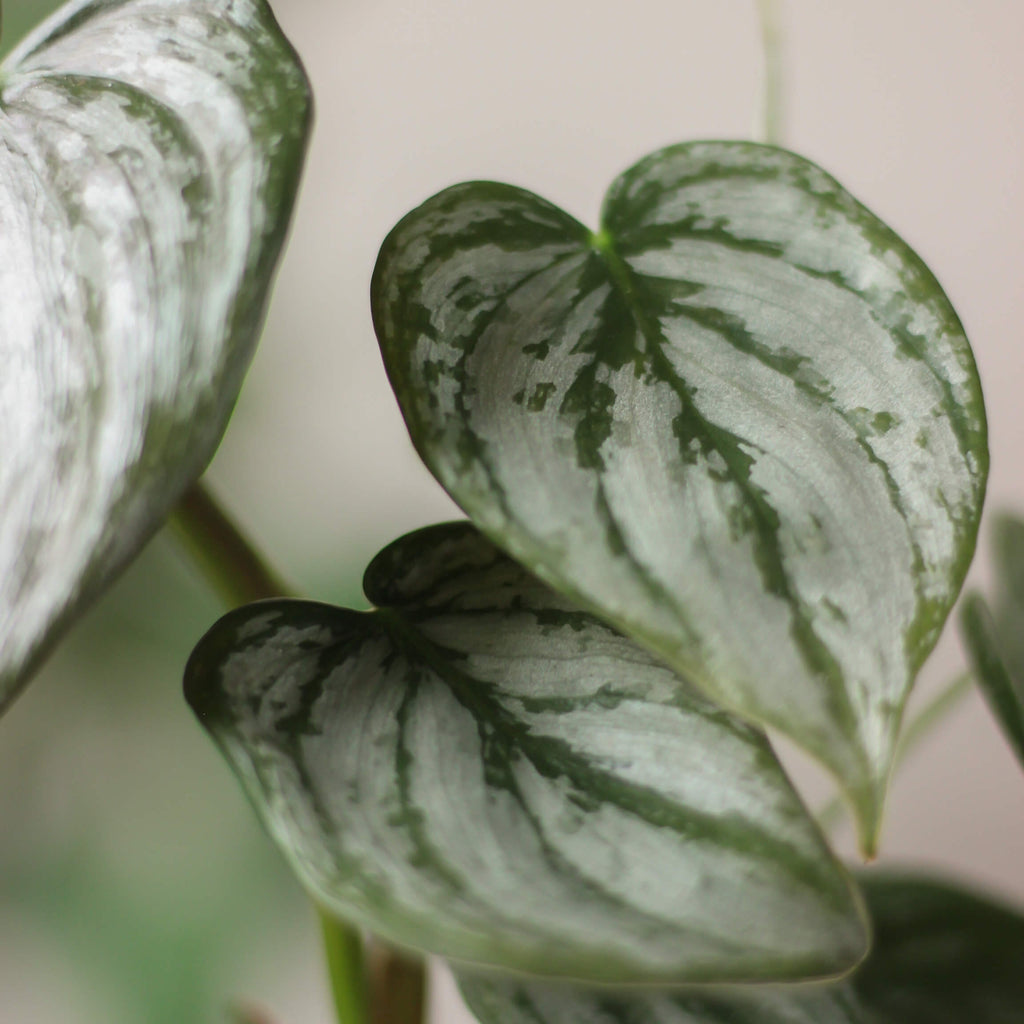philodendron brandtianum ⌀ 12 cm - Projekt Rośliny
