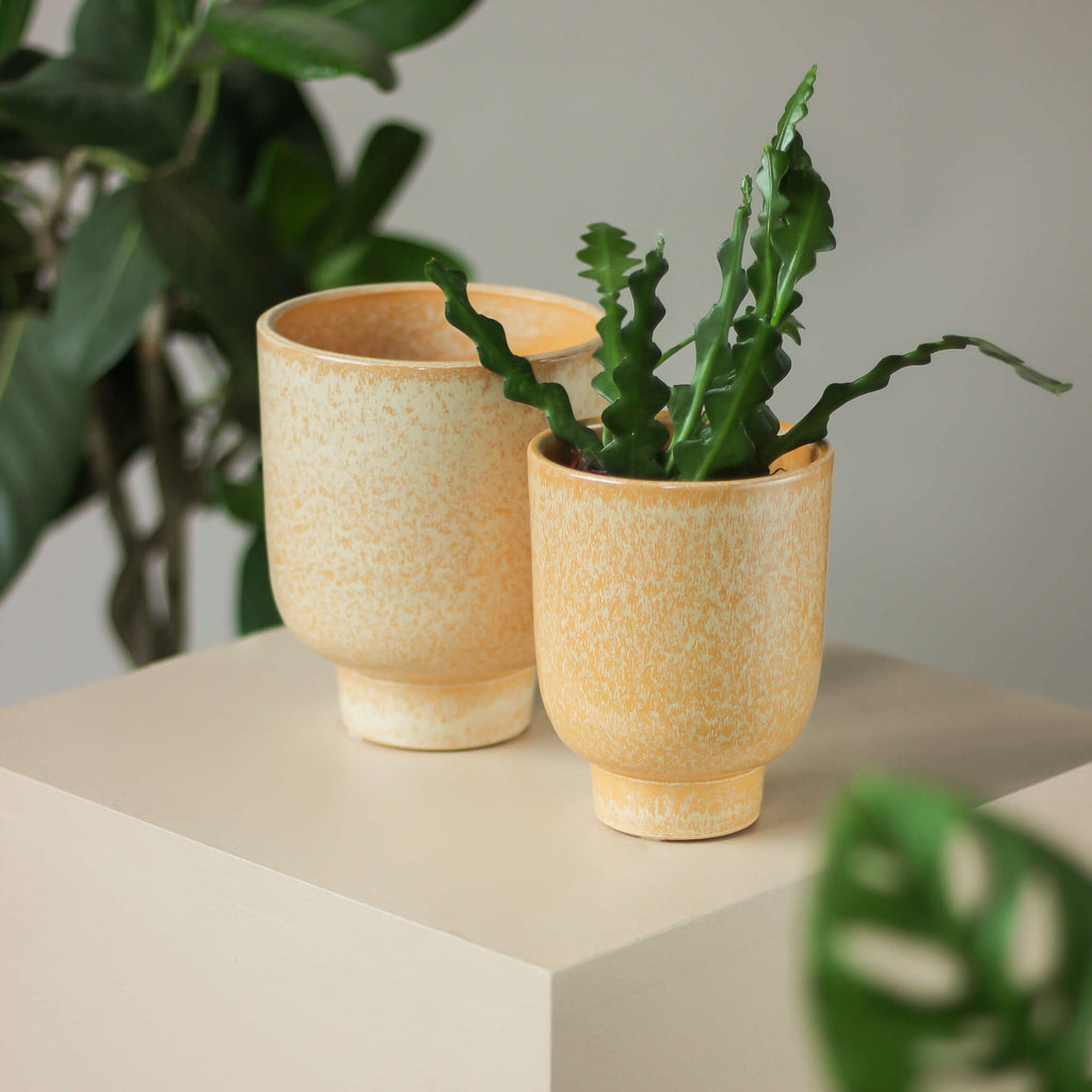 oranżowa osłonka na nóżce • Ceramics Limburg - Projekt Rośliny