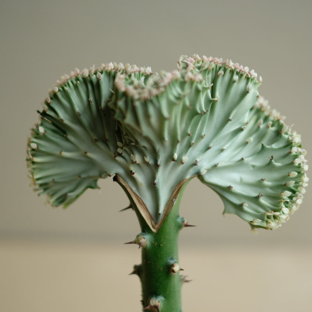 euphorbia lactea 'cristata' ⌀ 12 cm - Projekt Rośliny
