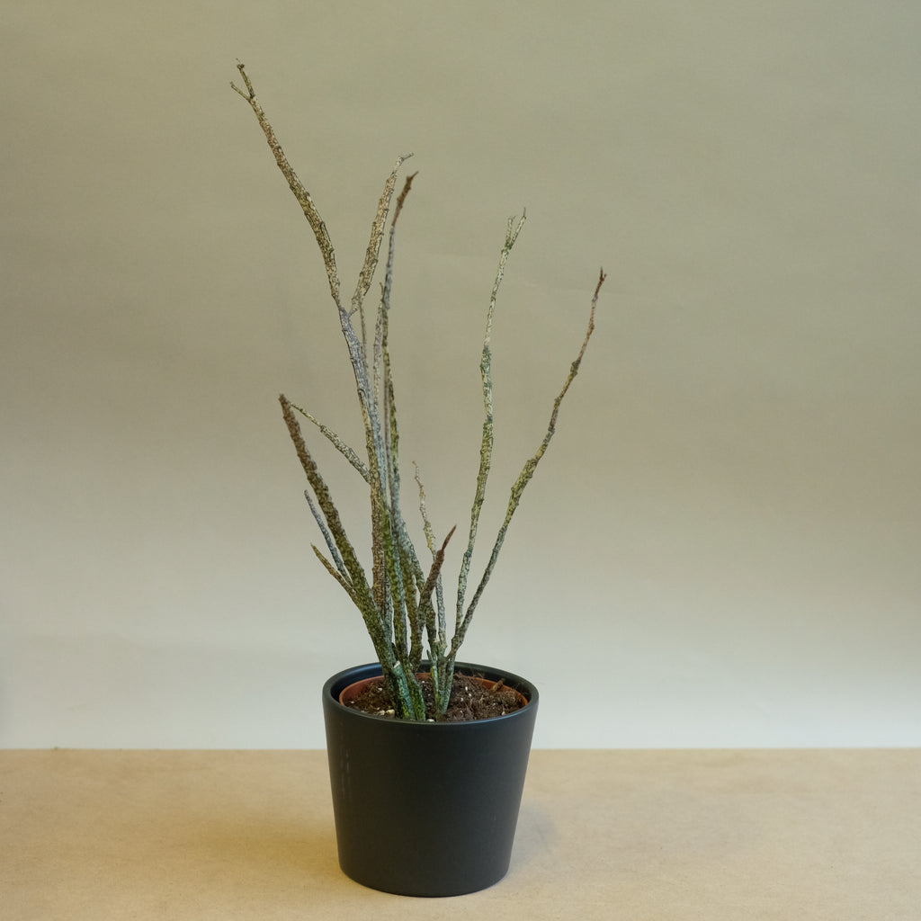 euphorbia platyclada ⌀ 12 cm - Projekt Rośliny