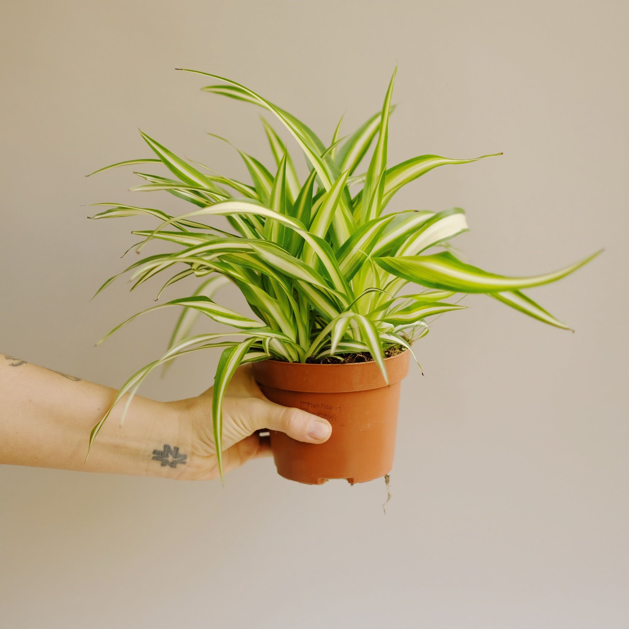 chlorophytum comosum ⌀ 13 cm • zielistka sternberga - Projekt Rośliny