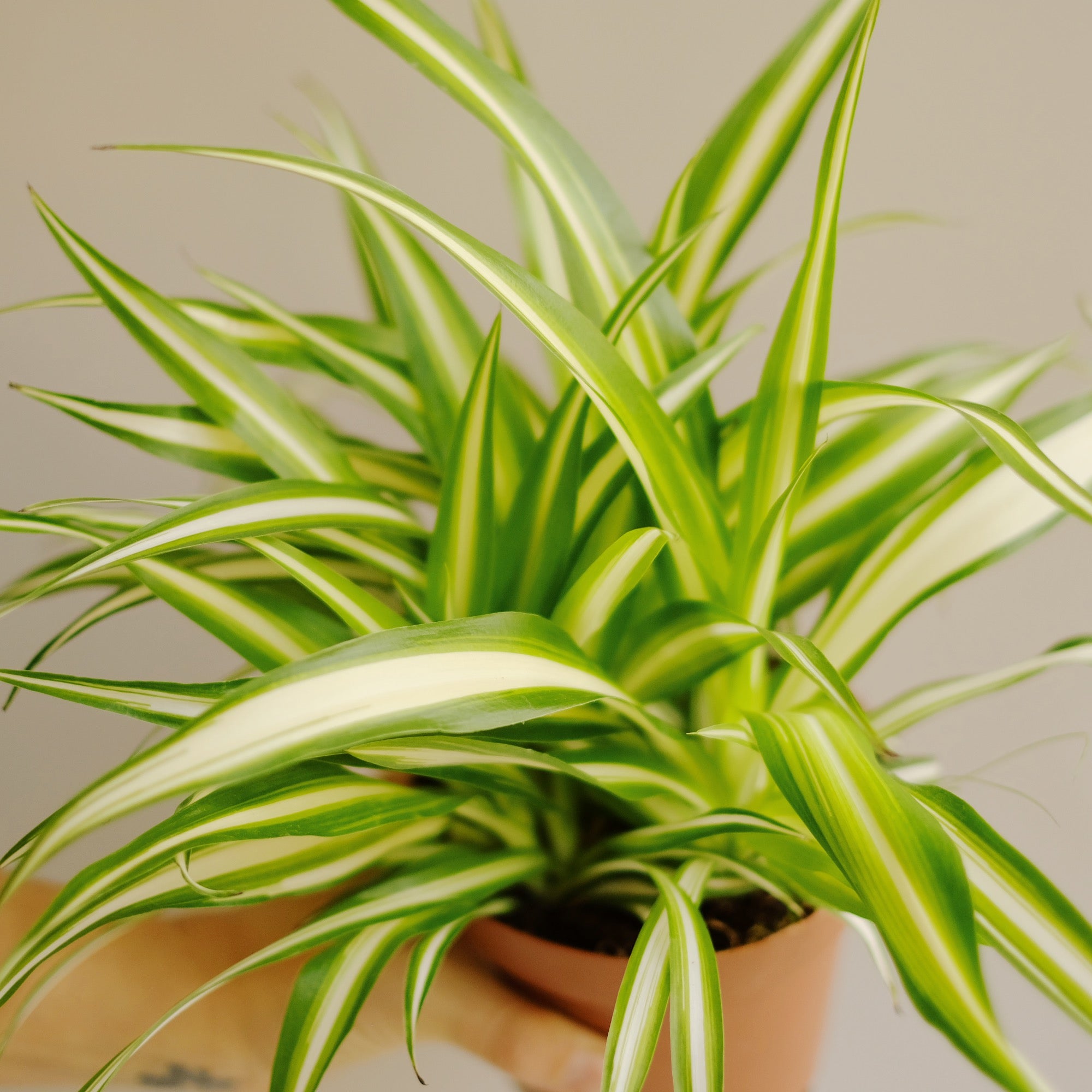 chlorophytum comosum ⌀ 13 cm • zielistka sternberga - Projekt Rośliny