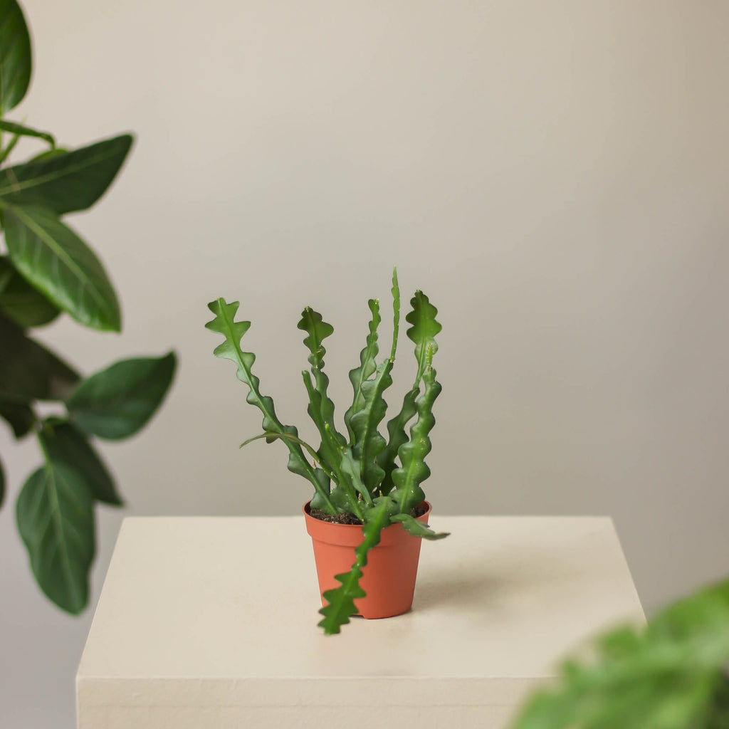 epiphyllum anguliger • kaktus zygzak - Projekt Rośliny