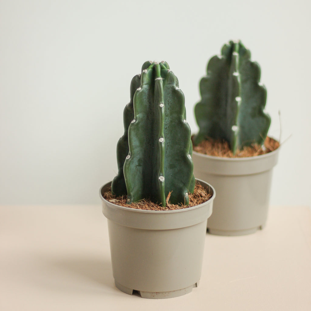 kaktus 'cuddly' - Projekt Rośliny