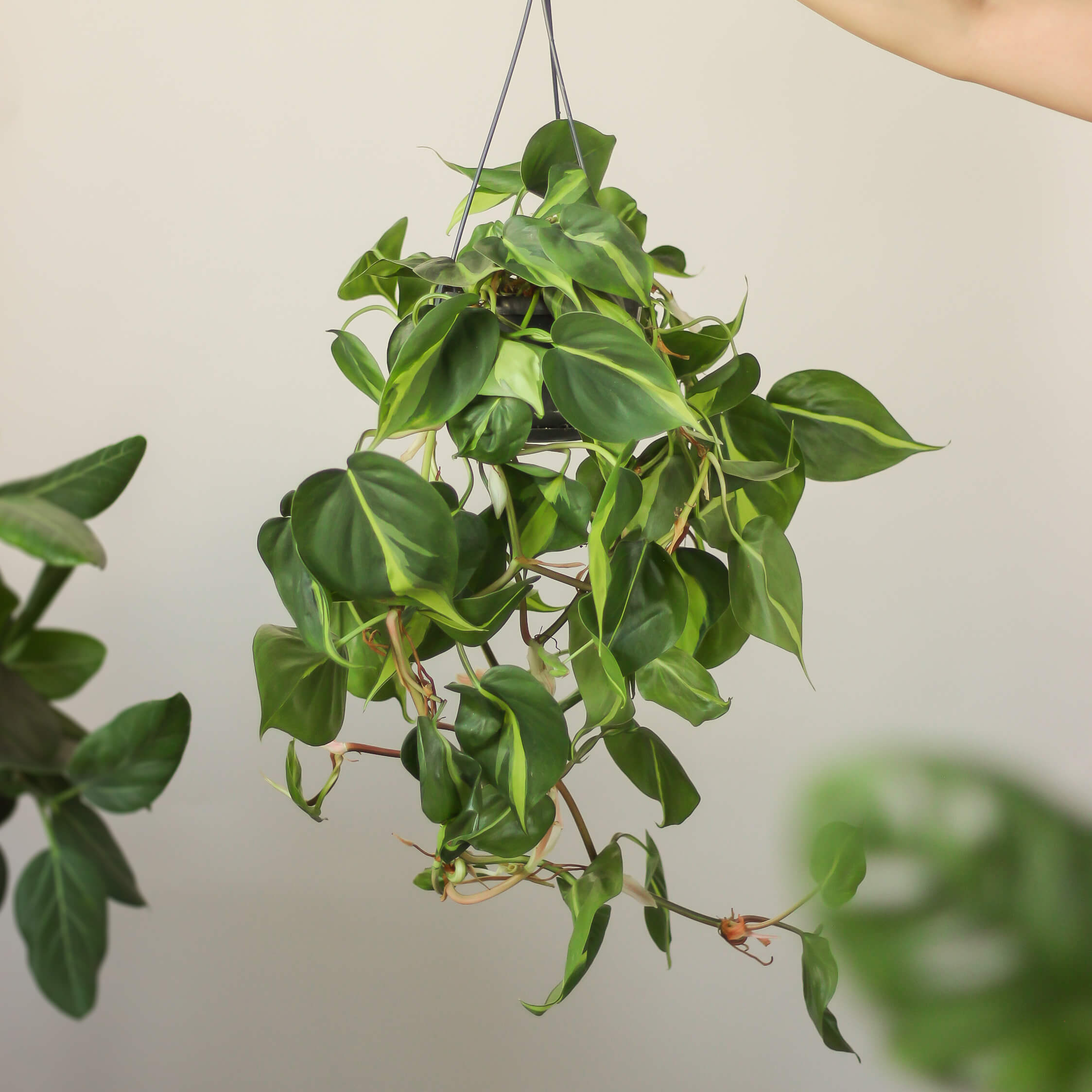 philodendron scandens 'brasil' ⌀ 14 cm - Projekt Rośliny