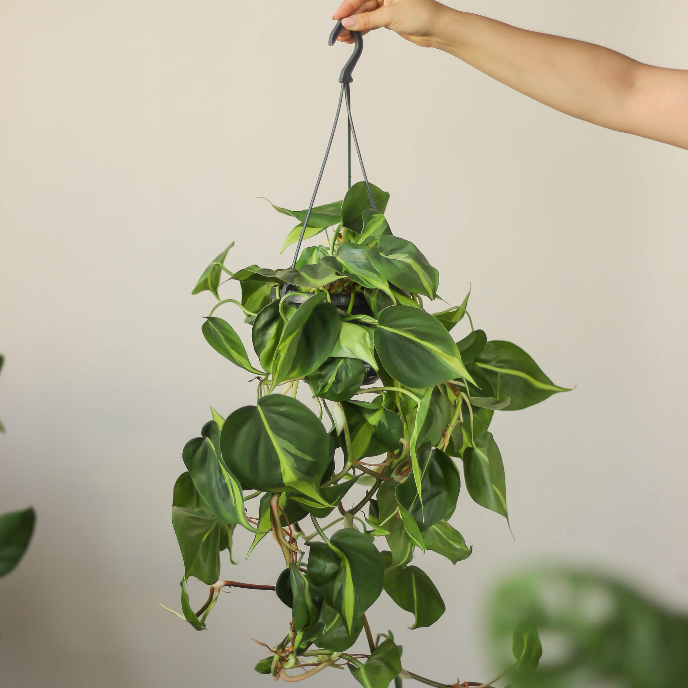philodendron scandens 'brasil' ⌀ 14 cm - Projekt Rośliny