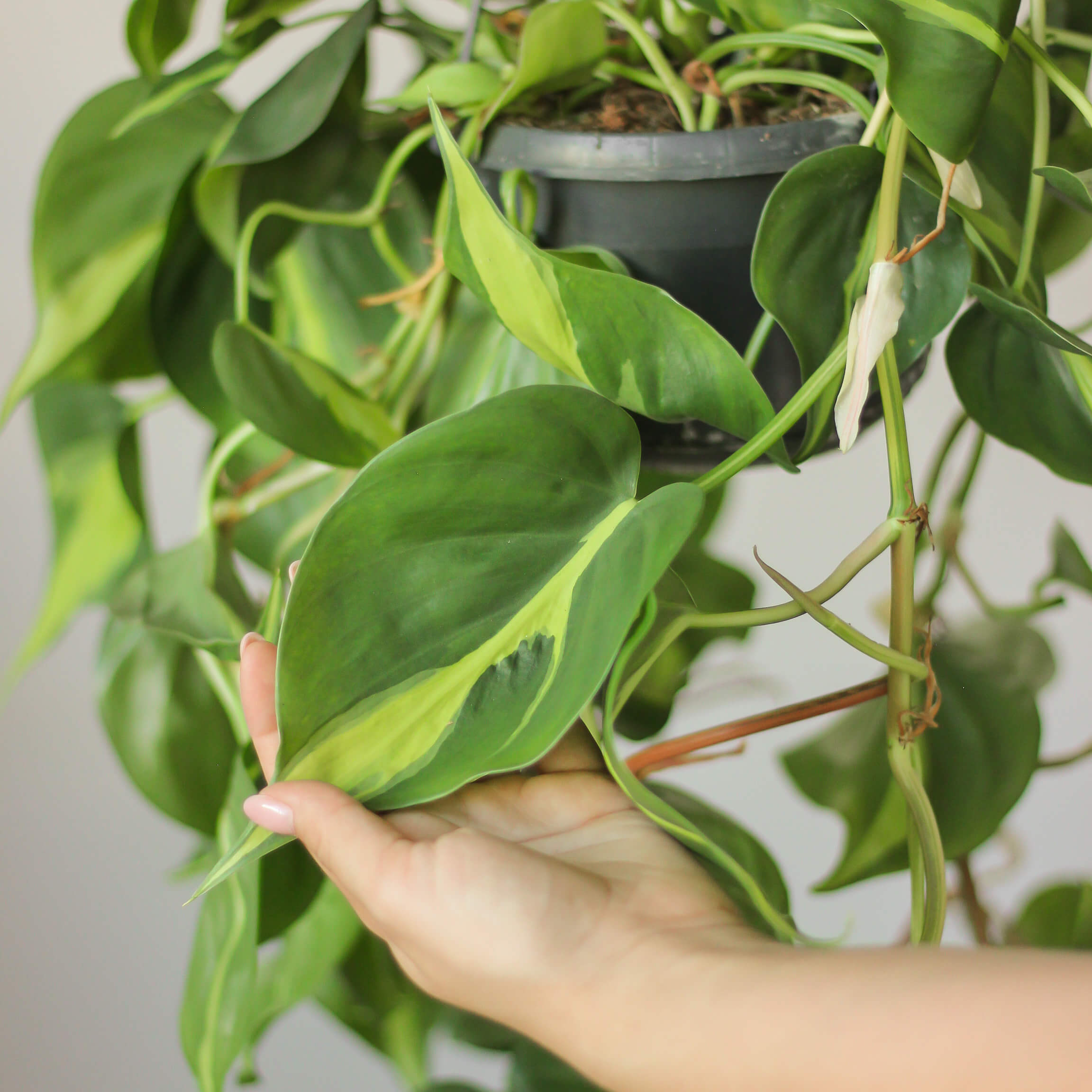 philodendron scandens 'brasil' ⌀ 14 cm - Projekt Rośliny