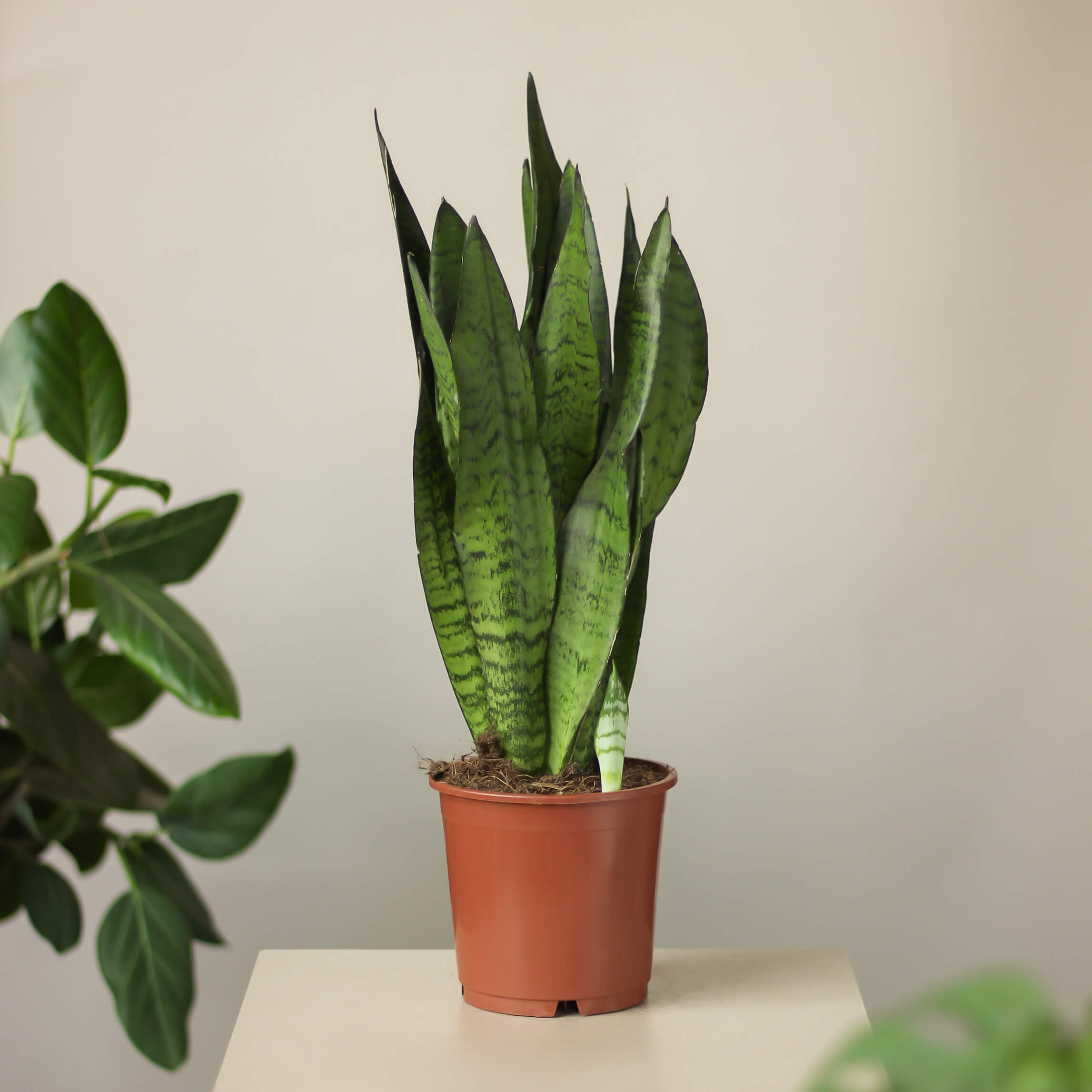 sansevieria zeylanica  ⌀ 14 cm • wężownica - Projekt Rośliny