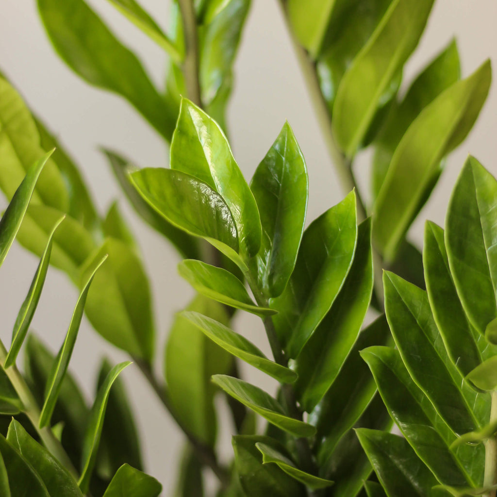 zamioculcas zamiifolia • zamiokulkas zamiolistny - Projekt Rośliny